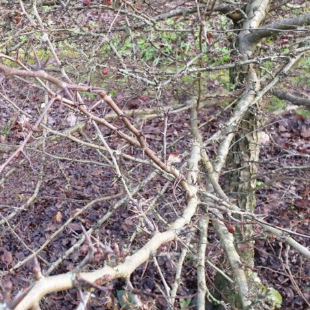 Crataegus monogyna 'Ferox' - thorny stems Crataegus monogyna 'Ferox' - thorny stems