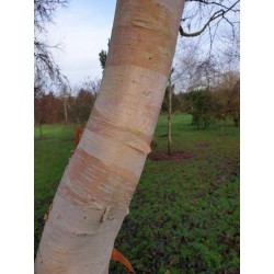 Betula utilis 'Forest Blush'