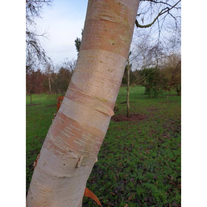 Betula utilis 'Forest Blush'