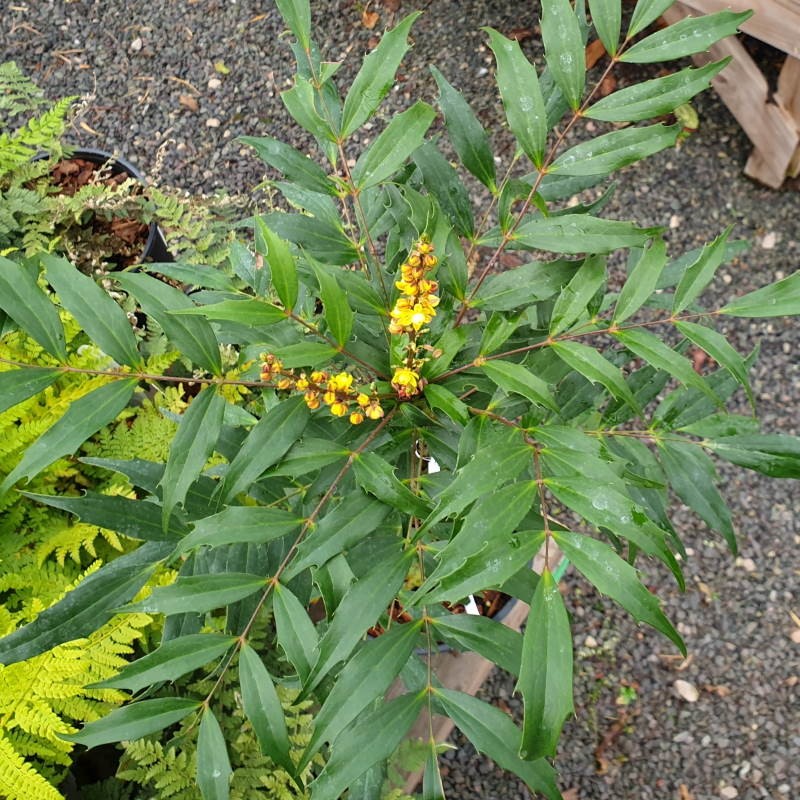 Mahonia nitens - autumn flowers Mahonia nitens - autumn flowers