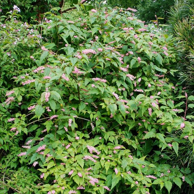 Neillia thibetica Neillia thibetica