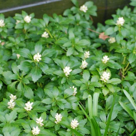 Pachysandra terminalis Pachysandra terminalis