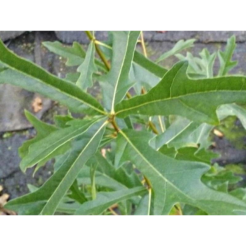 Quercus nigra - summer leaves