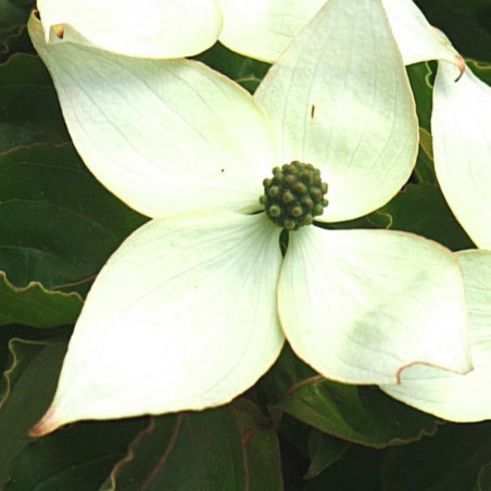 Cornus kousa 'Teutonia' - summer flowers Cornus kousa 'Teutonia' - summer flowers