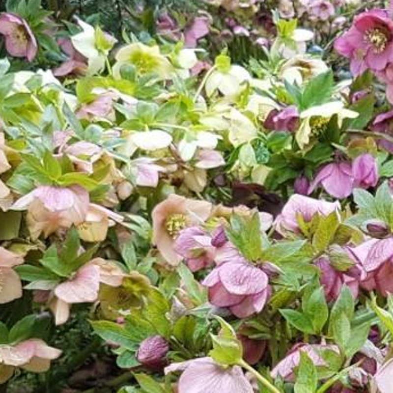 Helleborus (Helen Ballard Seedlings) - mixed flower colours Helleborus (Helen Ballard Seedlings) - mixed flower colours