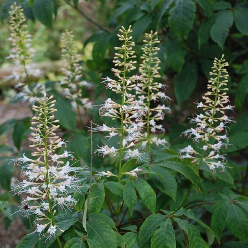 Aesculus parviflora - flowers Aesculus parviflora - flowers