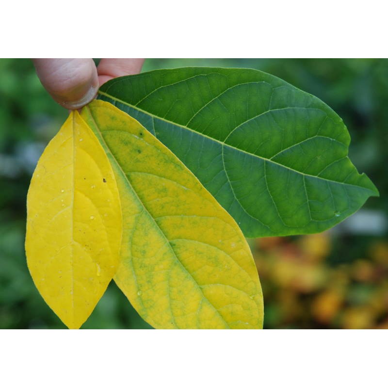 Lindera benzoin - autumn colour developing