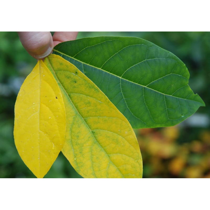 Lindera benzoin - autumn colour developing Lindera benzoin - autumn colour developing