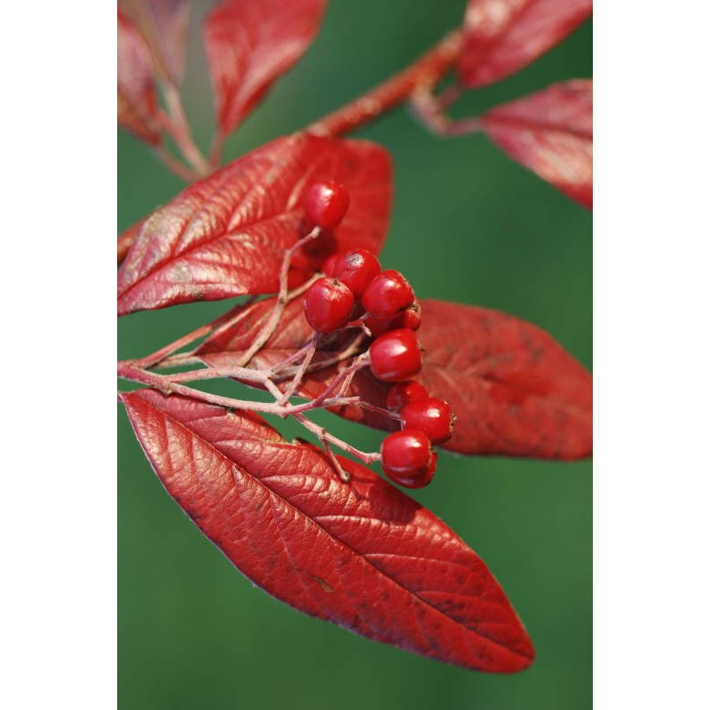 Cotoneaster frigidus 'Saint Monica' - autumn berries and leaves