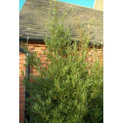 Laurus nobilis 'Angustifolia' - mature plant