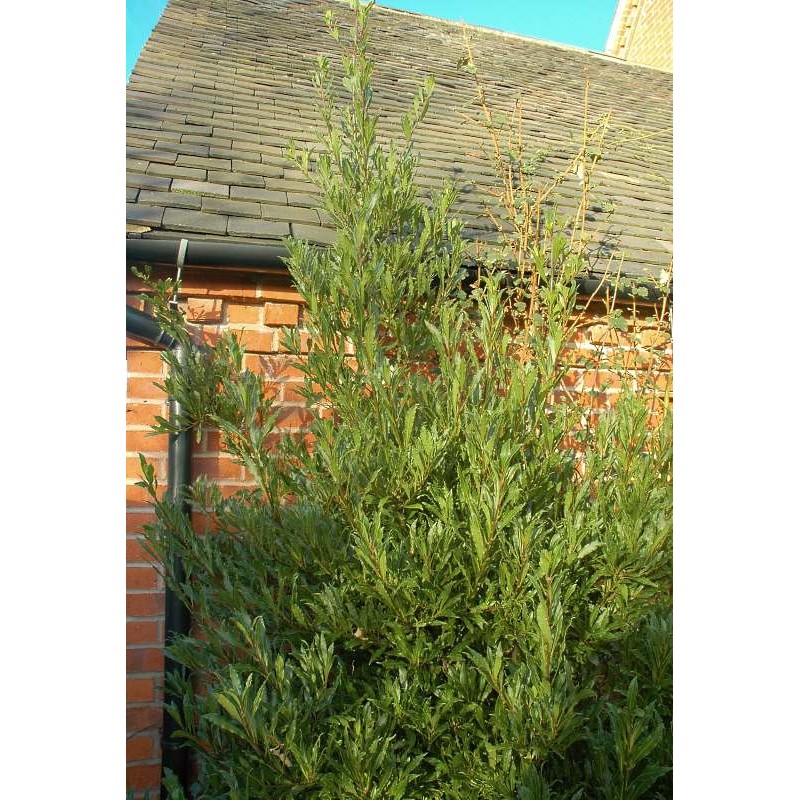 Laurus nobilis 'Angustifolia' - mature plant Laurus nobilis 'Angustifolia' - mature plant