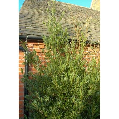 Laurus nobilis 'Angustifolia' - mature plant