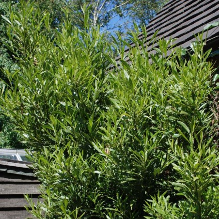 Laurus nobilis 'Angustifolia' - leaves