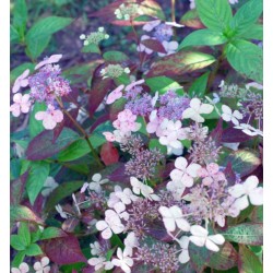 Hydrangea macrophylla 'Mariesii Perfecta' - flowers on a soil with neutral pH