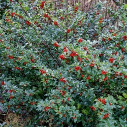Ilex x meserveae 'Blue Princess' - mature plant
