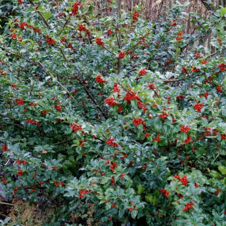 Ilex x meserveae 'Blue Princess' - mature plant Ilex x meserveae 'Blue Princess' - mature plant