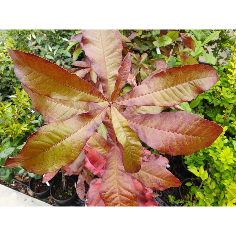 Quercus imbricaria - autumn colour developing Quercus imbricaria - autumn colour developing