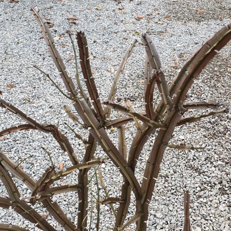 Euonymus alatus 'Blade Runner'