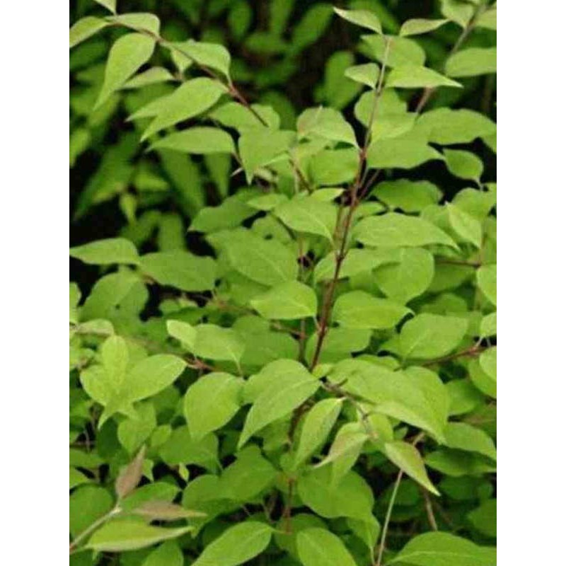 Syringa pekinensis 'Yellow Fragrance' Syringa pekinensis 'Yellow Fragrance'