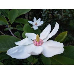 Magnolia x wieseneri - flowers
