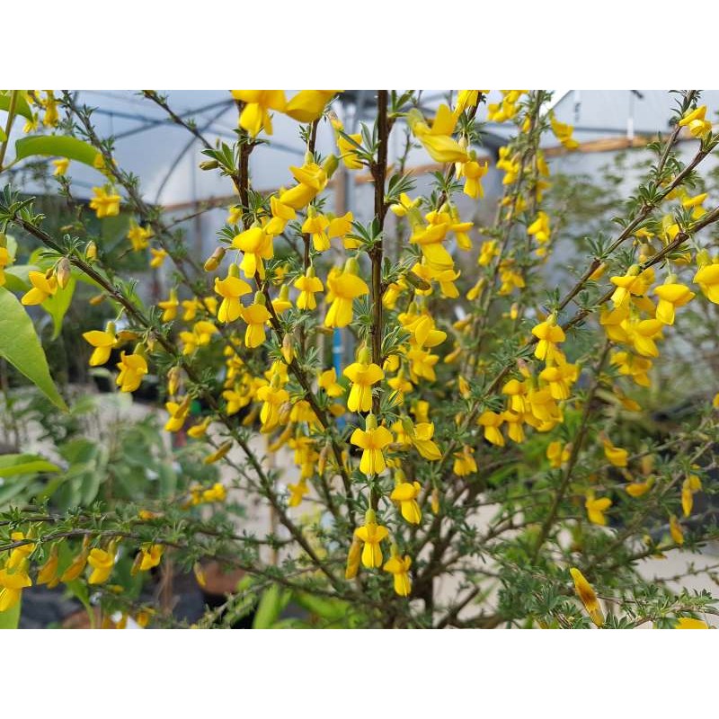 Caragana aurantiaca - summer flowers Caragana aurantiaca - summer flowers