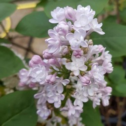 Syringa vulgaris 'Belle de Nancy' - flowers