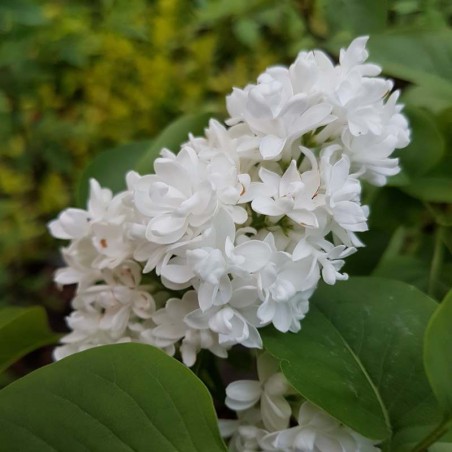 Syringa vulgaris 'Mme Lemoine' - flowers Syringa vulgaris 'Mme Lemoine' - flowers