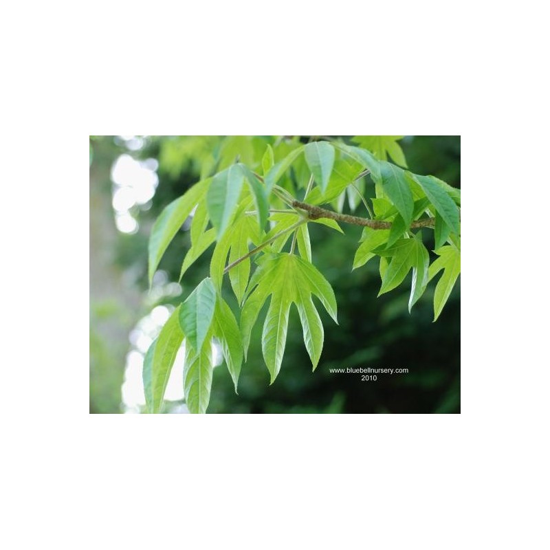 Kalopanax septemlobus f maximowiczii