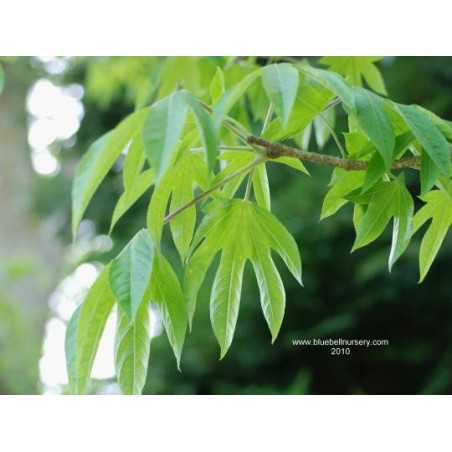 Kalopanax septemlobus f maximowiczii Kalopanax septemlobus f maximowiczii