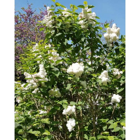 Syringa vulgaris 'Mme Lemoine' - established plant Syringa vulgaris 'Mme Lemoine' - established plant