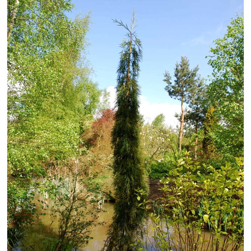 Sequoiadendron giganteum 'Pendula'