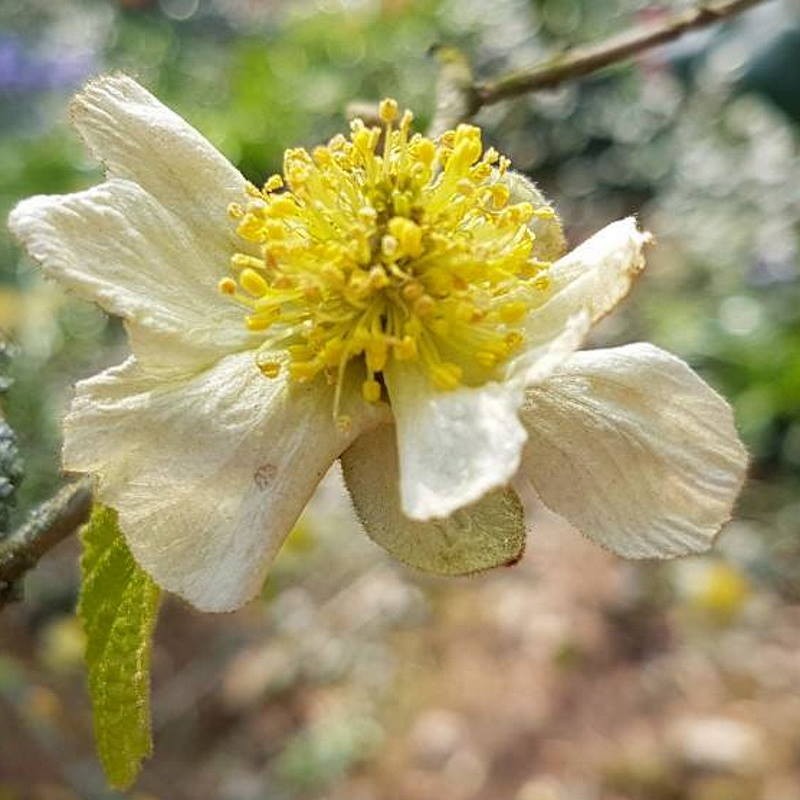 Parrotiopsis jacquemontiana - spring flowers