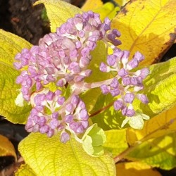 Hydrangea involucrata 'Viridescens' - flowers in autumn as leaves start to colour and fall.
