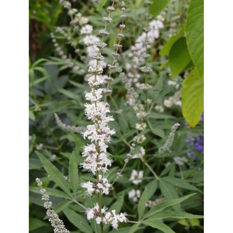 Vitex  agnus-castus 'Albus' - summer flowers