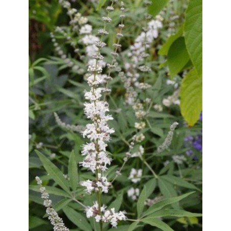 Vitex  agnus-castus 'Albus' - summer flowers Vitex  agnus-castus 'Albus' - summer flowers