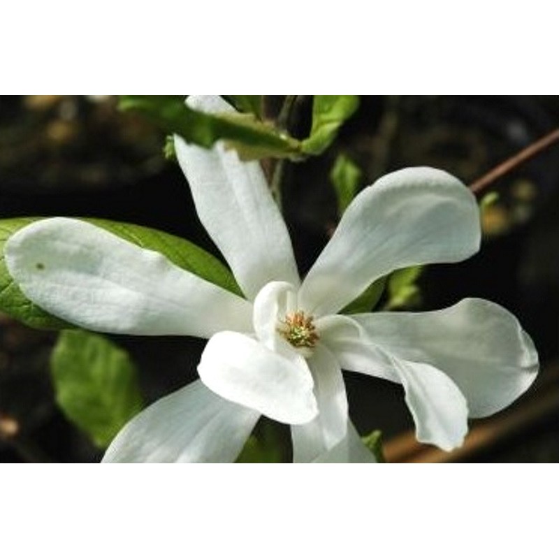 Magnolia x loebneri 'Merrill' Magnolia x loebneri 'Merrill'
