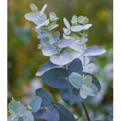 Eucalyptus gunnii - young leaves