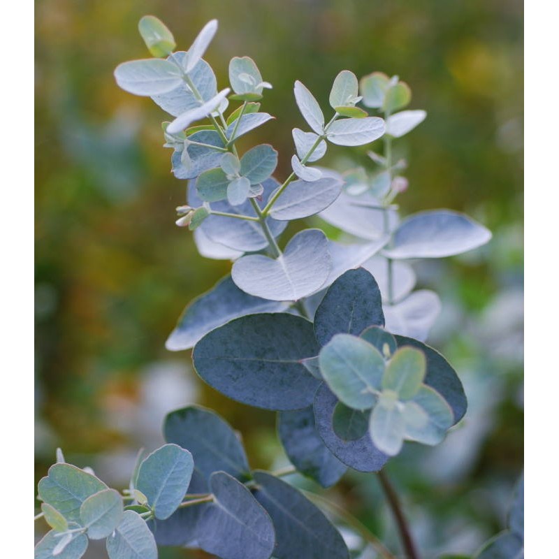 Eucalyptus gunnii - young leaves