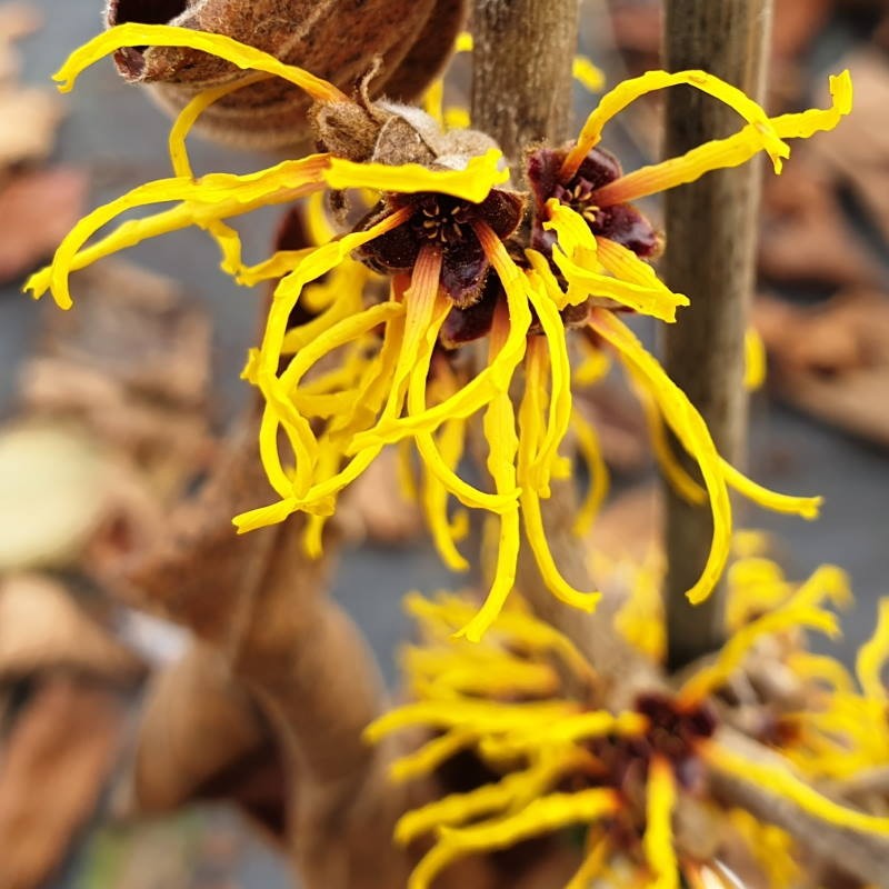 Hamamelis × intermedia 'Ripe Corn' - winter flowers Hamamelis × intermedia 'Ripe Corn' - winter flowers