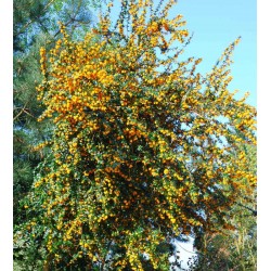 Berberis x 'Goldilocks' - mature plant