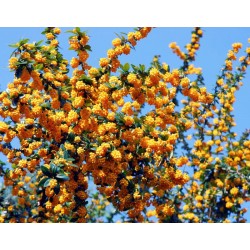 Berberis x 'Goldilocks' - spring flowers