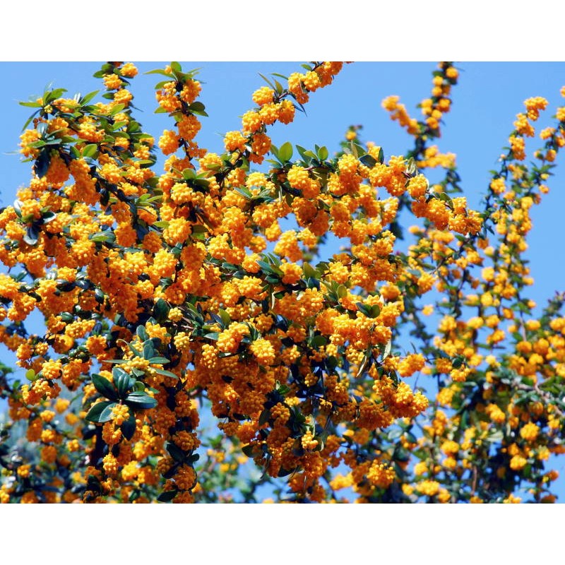 Berberis x 'Goldilocks' - spring flowers Berberis x 'Goldilocks' - spring flowers