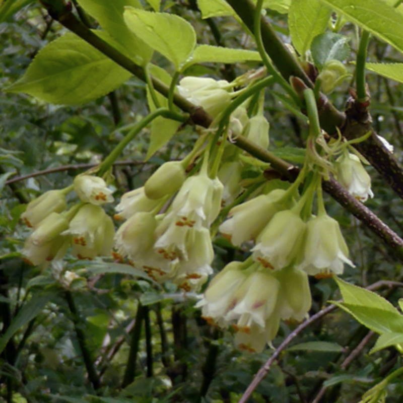 Staphylea trifolia - spring flowers Staphylea trifolia - spring flowers