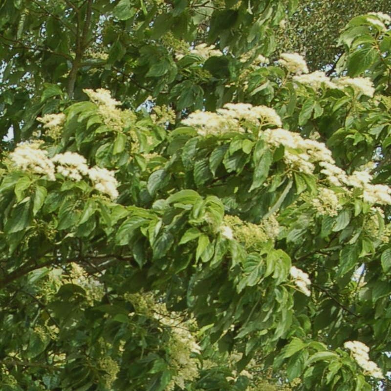 Cornus macrophylla - summer flowers