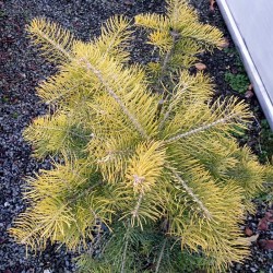 Abies concolor 'Wintergold' - winter colour