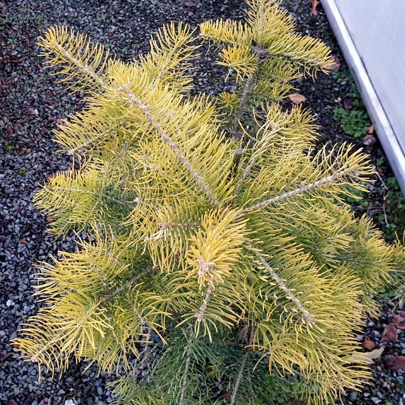 Abies concolor 'Wintergold' - winter colour Abies concolor 'Wintergold' - winter colour