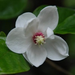 Magnolia sieboldii - summer flower
