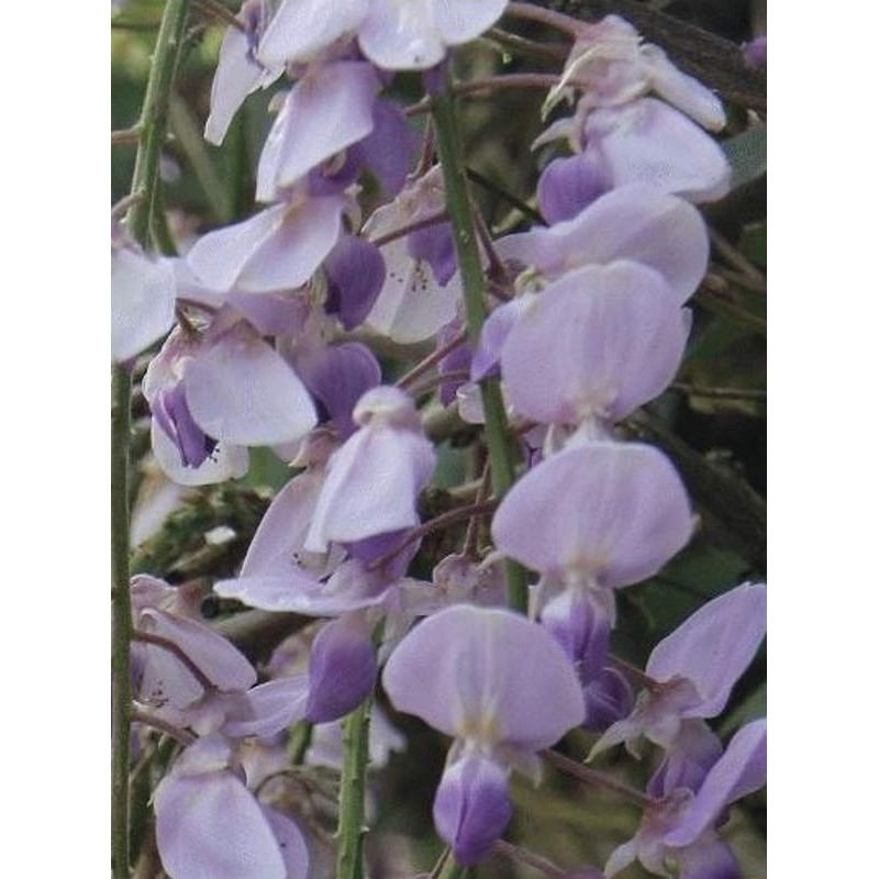 Wisteria x valderi 'Burford' - summer flowers