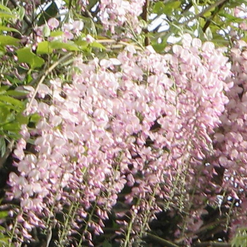 Wisteria floribunda 'Rosea'