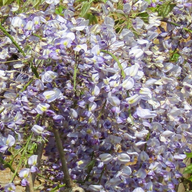 Wisteria floribunda 'Domino' Wisteria floribunda 'Domino'